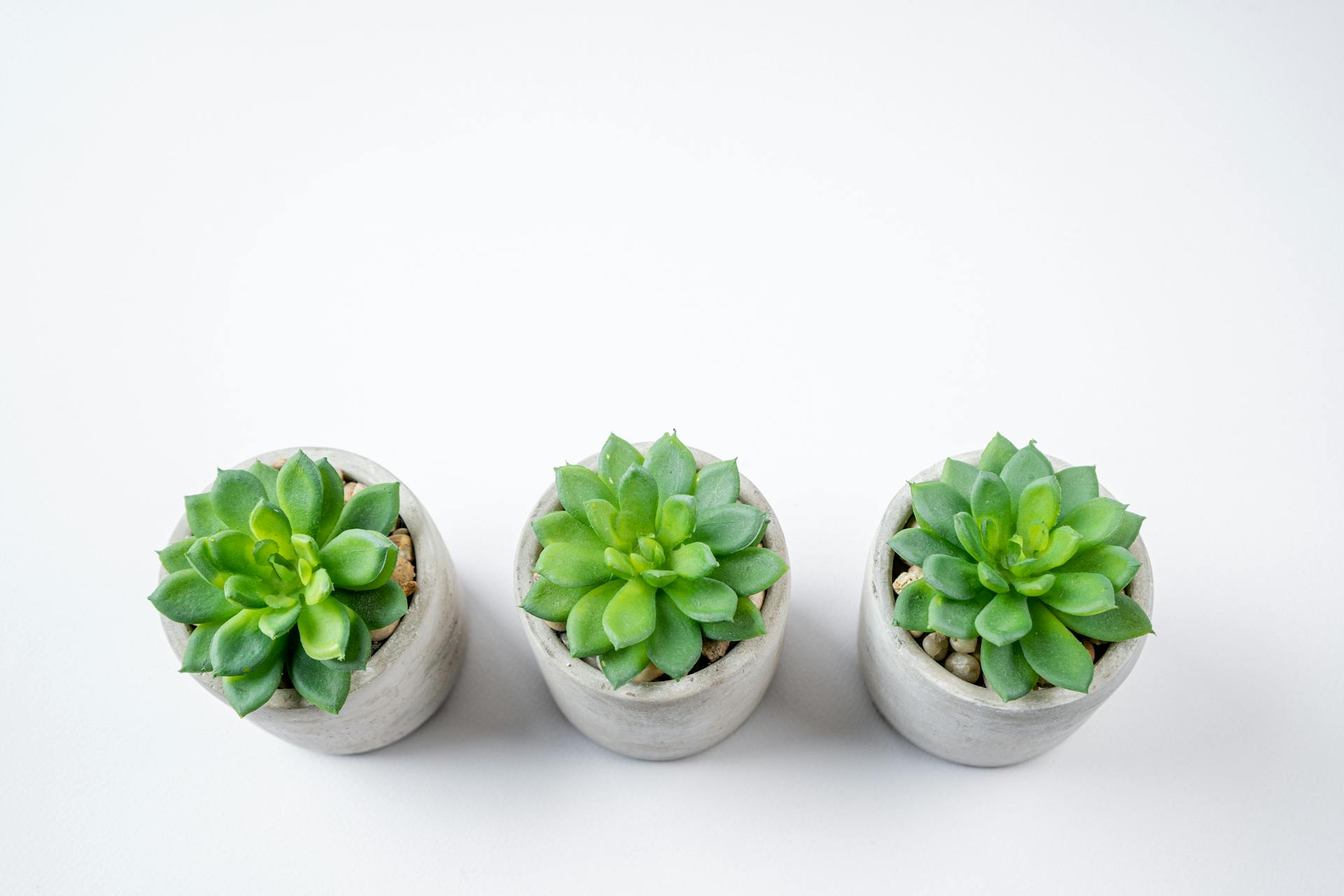 pexels-nietjuhart-32092476